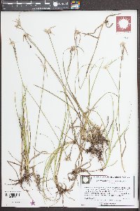 Rhynchospora colorata image