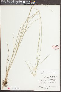 Rhynchospora colorata image