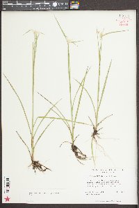 Rhynchospora colorata image