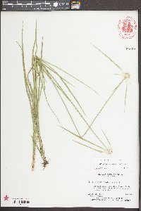 Rhynchospora colorata image