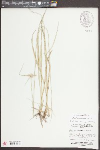 Rhynchospora colorata image