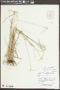 Rhynchospora colorata image