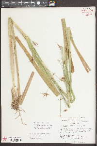 Rhynchospora corniculata image