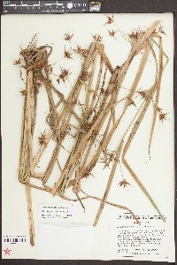 Rhynchospora corniculata image