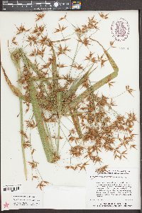 Rhynchospora corniculata image