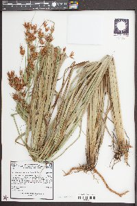 Rhynchospora corniculata image