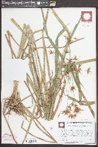 Rhynchospora corniculata image