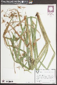 Rhynchospora corniculata image