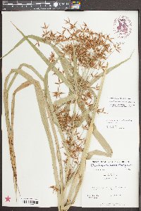 Rhynchospora macrostachya image