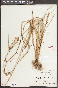 Rhynchospora corniculata image