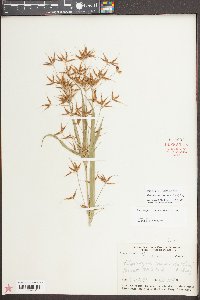 Rhynchospora corniculata image