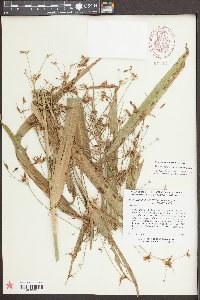 Rhynchospora corniculata image