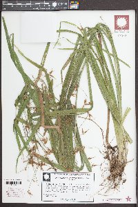 Rhynchospora corniculata image
