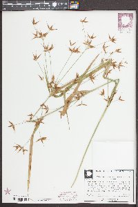 Rhynchospora corniculata image