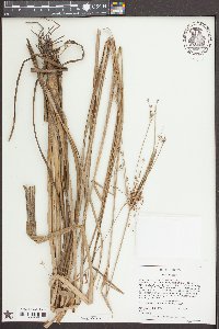 Rhynchospora corniculata image