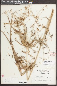 Rhynchospora corniculata image