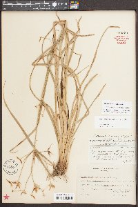 Rhynchospora corniculata image