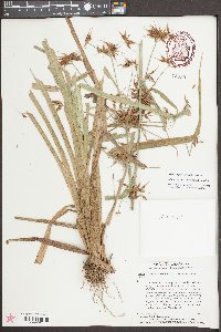 Rhynchospora corniculata image
