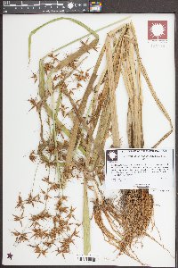 Rhynchospora corniculata image