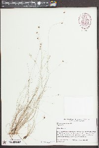 Rhynchospora debilis image