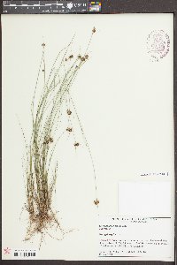 Rhynchospora debilis image