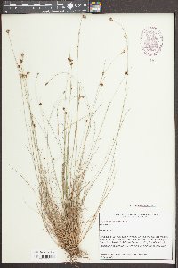 Rhynchospora debilis image
