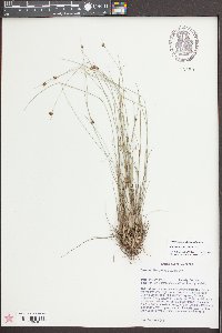 Rhynchospora debilis image