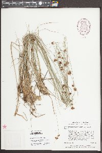 Rhynchospora fascicularis image