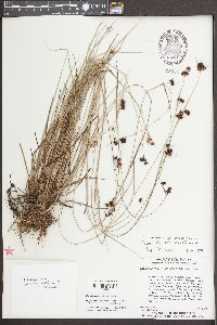 Rhynchospora fascicularis image