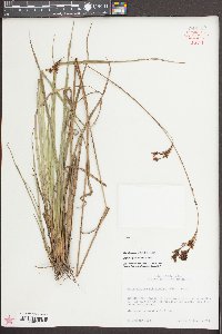 Rhynchospora schoenoides image
