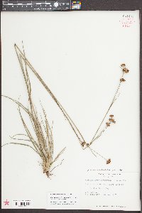 Rhynchospora fascicularis image