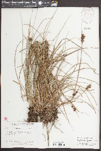 Rhynchospora fascicularis image