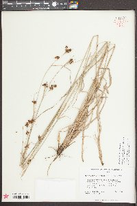 Rhynchospora fascicularis image
