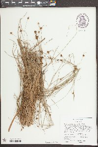 Rhynchospora fascicularis image