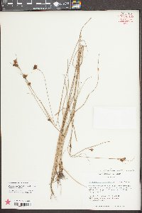 Rhynchospora fascicularis image