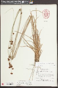 Rhynchospora fascicularis image