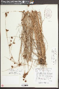 Rhynchospora fascicularis image