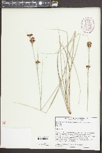 Rhynchospora fascicularis image