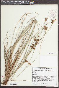Rhynchospora fascicularis image