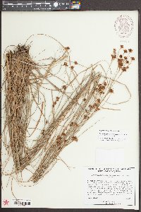 Rhynchospora fascicularis image