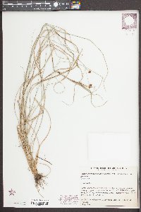 Rhynchospora fascicularis image