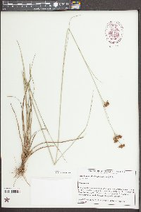 Rhynchospora fascicularis image