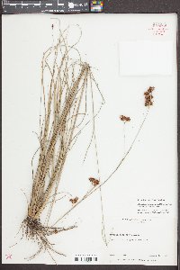 Rhynchospora grayi image