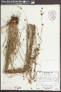 Rhynchospora fascicularis image