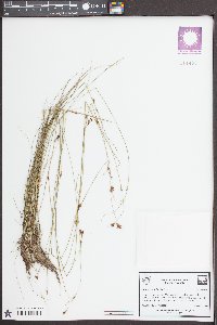 Rhynchospora filifolia image