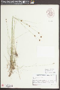 Rhynchospora filifolia image