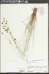 Rhynchospora filifolia image