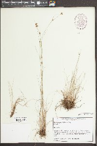 Rhynchospora filifolia image