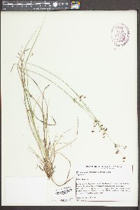 Rhynchospora globularis image