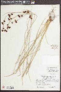 Rhynchospora glomerata image
